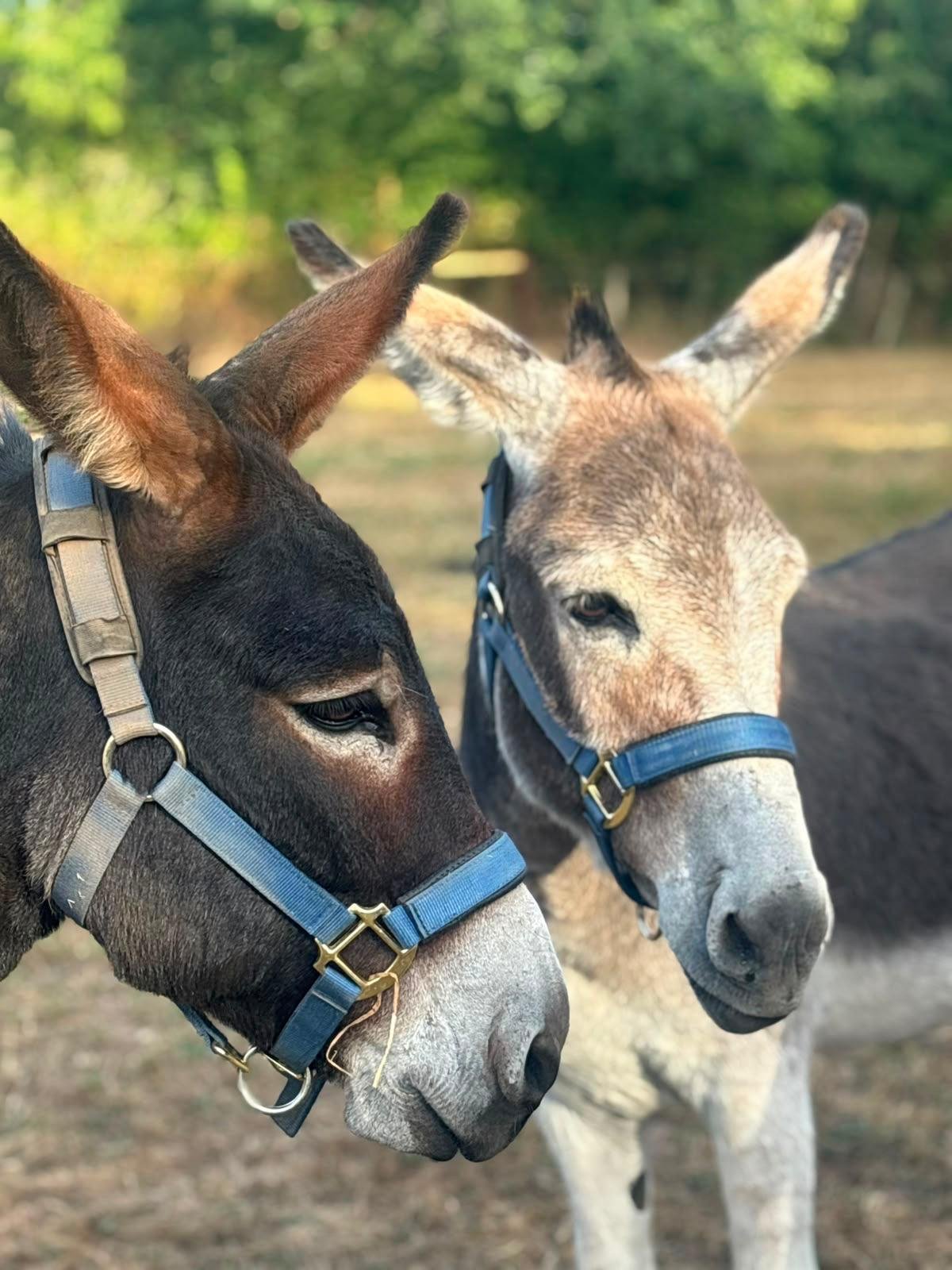 Donkeys at Cosy Cuddle Farm