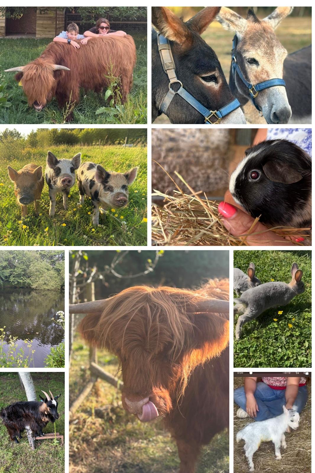 Faces from Cosy Cuddle Farm: Highland cows, donkeys, piglets, guinea pigs, goats and rabbits