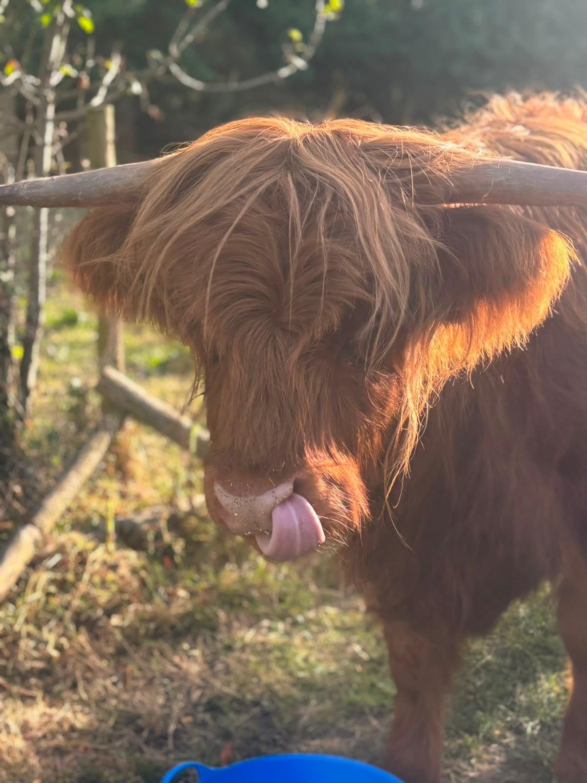 Highland cows at Cosy Cuddle Farm