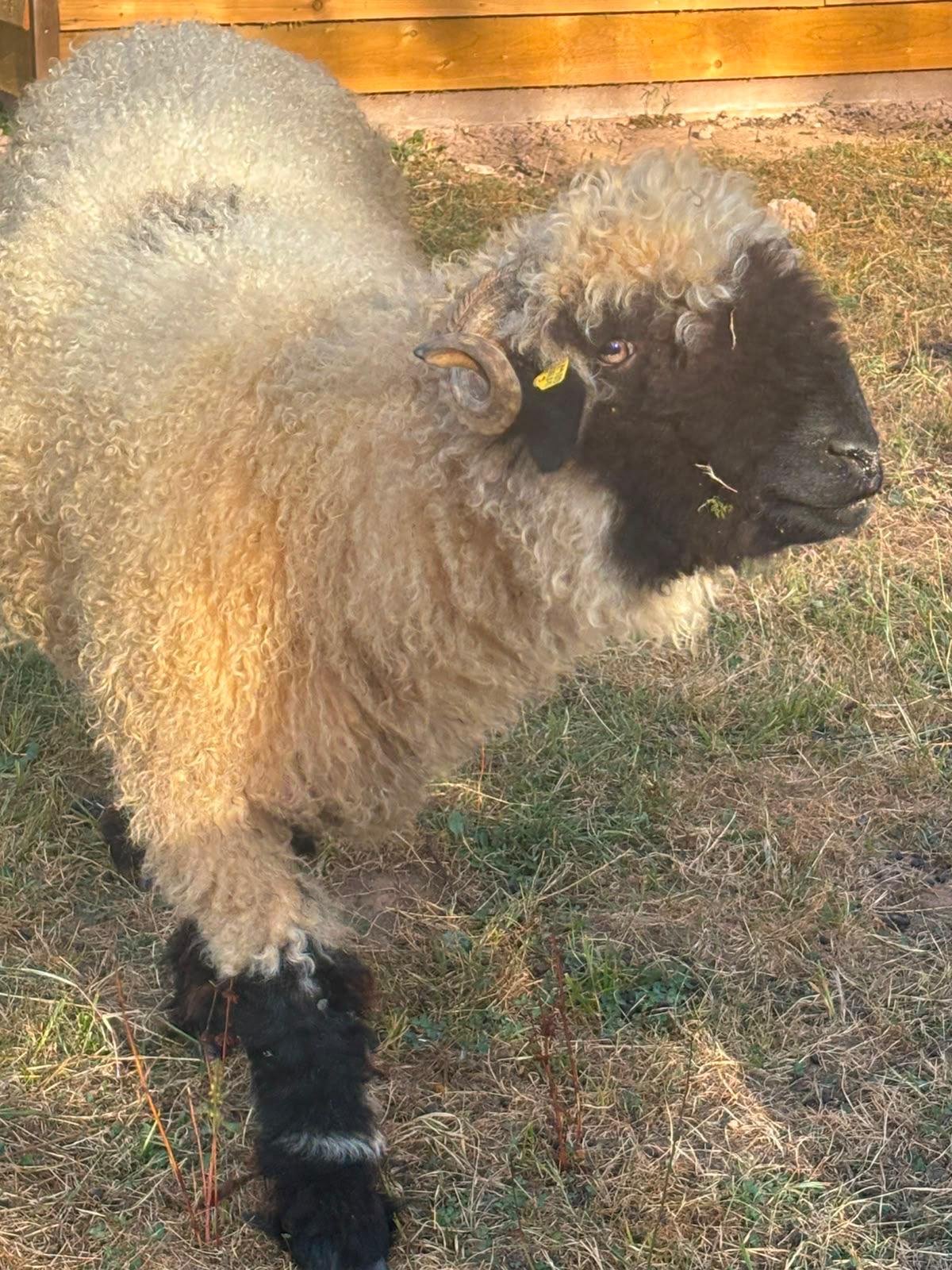 Valais Blacknose sheep at Cosy Cuddle Farm, Wellington, Somerset